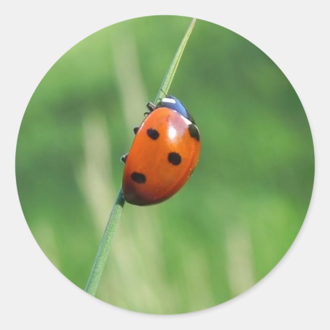 Ladybug on a blade of grass Sticker (Front)
