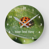 Ladybug On A Leaf Nature