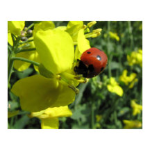 Ladybug on a Yellow Flower