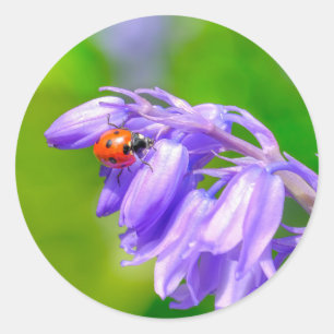 Ladybug on Bluebells Stickers