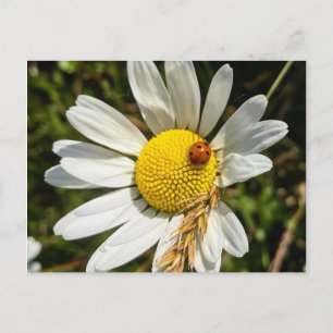 Ladybug on Daisy Postcard