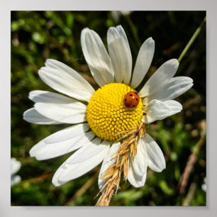 Ladybug on Daisy Poster