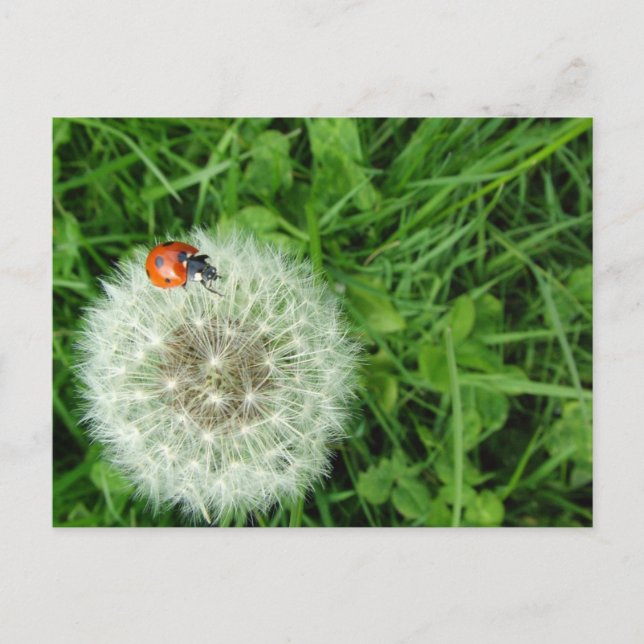 Ladybug on Dandelion Postcard (Front)