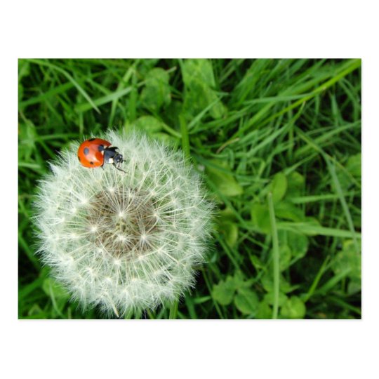 Ladybug on Dandelion Postcard