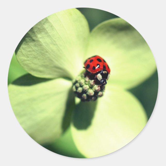 Ladybug On Dogwood Flower  Classic Round Sticker (Front)