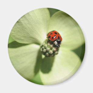 Ladybug On Dogwood Flower Nature Magnet
