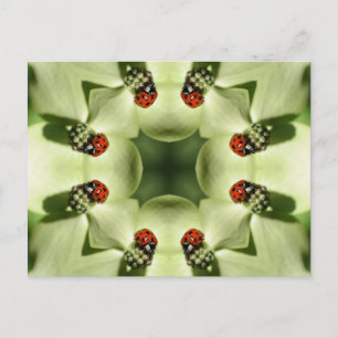 Ladybug On Flower Kaleidoscope Art Postcard
