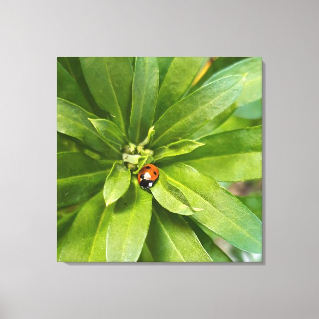 Ladybug on Flowers Canvas Print (Front)