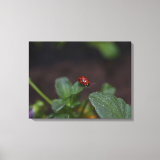 Ladybug on Flowers Canvas Print (Front)