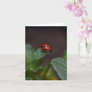 Ladybug on Flowers Card