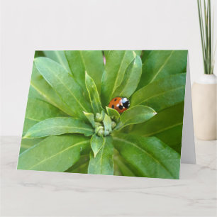 Ladybug on Flowers Card