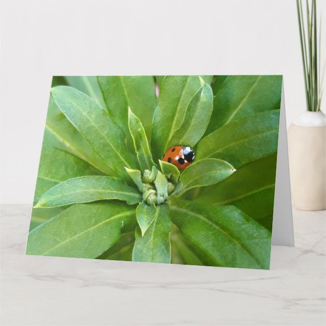 Ladybug on Flowers Card (Front)