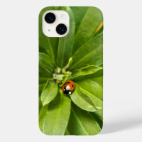 Ladybug on Flowers