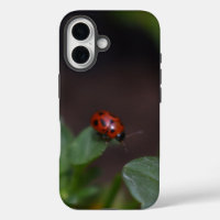 Ladybug on Flowers