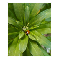 Ladybug on Flowers
