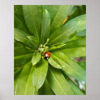 Ladybug on Flowers
