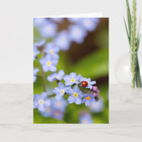 Ladybug on Forget-me-not Blank Greeting Card