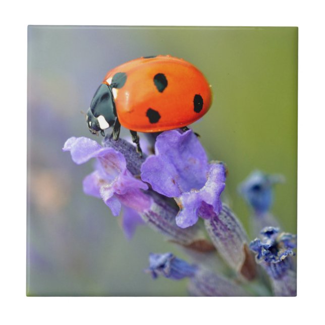 Ladybug on lavender flower tile (Front)