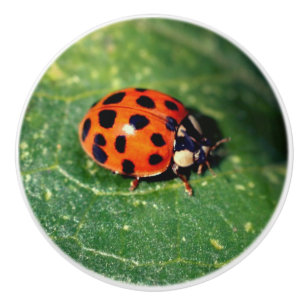Ladybug On Leaf Close Up Ceramic Knob