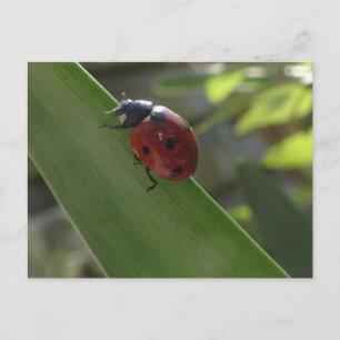 Ladybug on Leaf DIY Postcard