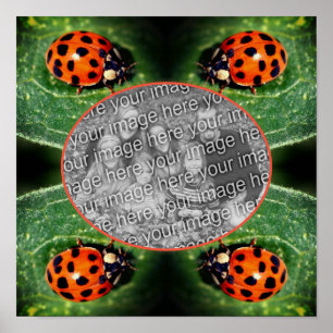 Ladybug On Leaf Frame Create Your Own Photo  Poster