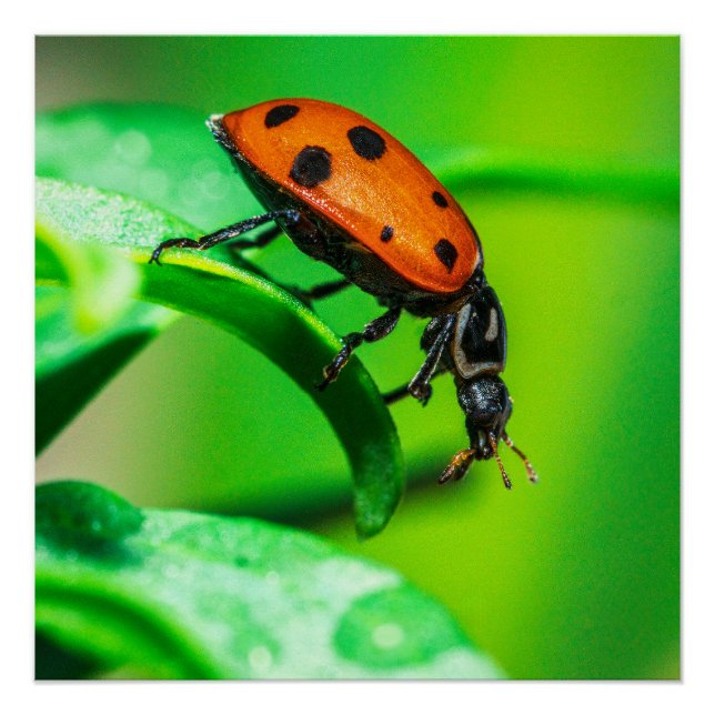 Ladybug on Leaf Macro Nature Poster (Front)