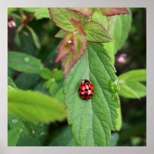 ladybug on leaf poster