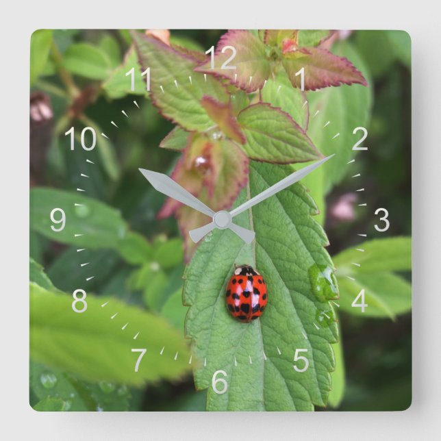 ladybug on leaf square wall clock (Front)