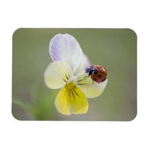 Ladybug on pansy, Biei, Hokkaido, Japan Magnet
