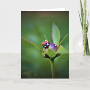 Ladybug On Peony, card