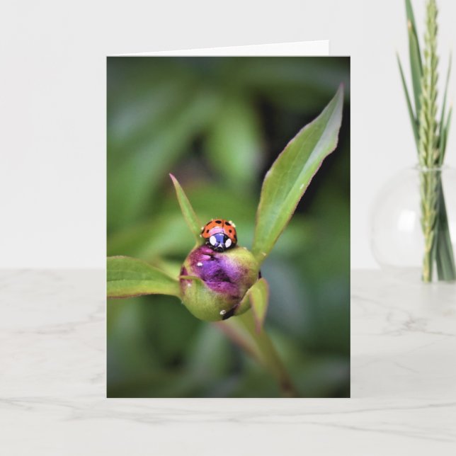 Ladybug On Peony, carte (Devant)