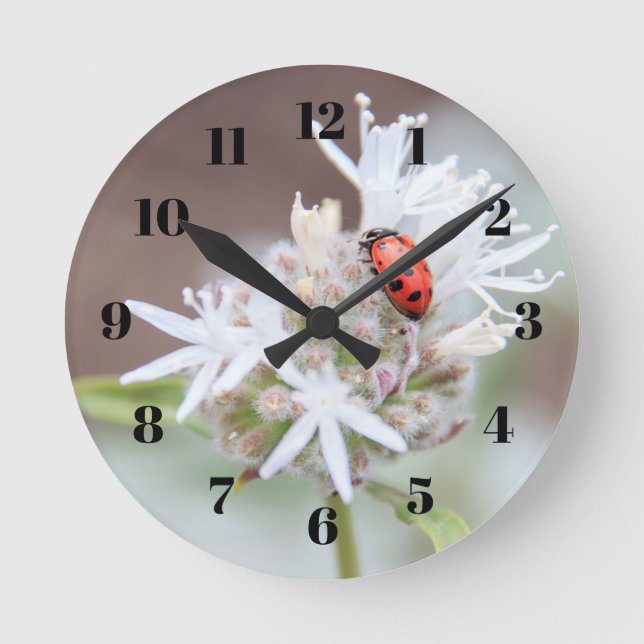 Ladybug on Silverleaf Phacelia Flowers Wall Clock (Front)