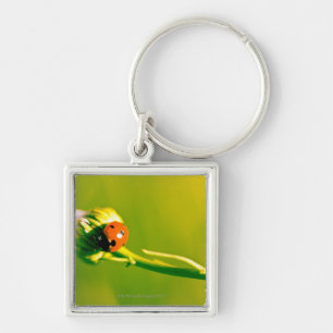 Ladybug on sprig keychain