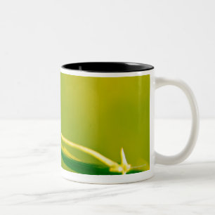 Ladybug on sprig Two-Tone coffee mug