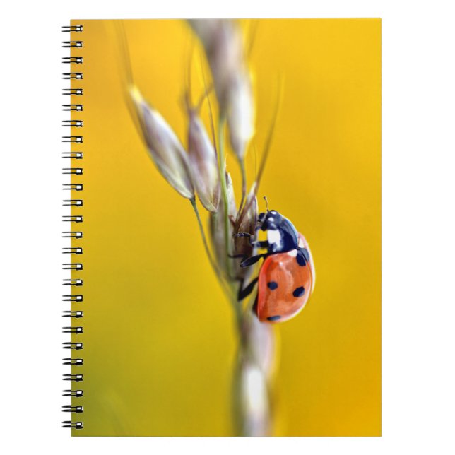 Ladybug on stem postcard jigsaw puzzle notebook (Front)