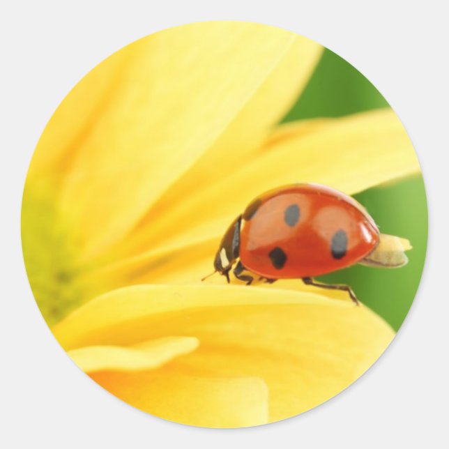 Ladybug on sunflower classic round sticker (Front)