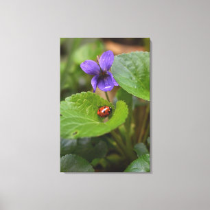 Ladybug on Sweet Violet Flowers Canvas Print