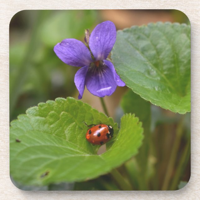 Ladybug on Sweet Violet Flowers Coaster (Front)
