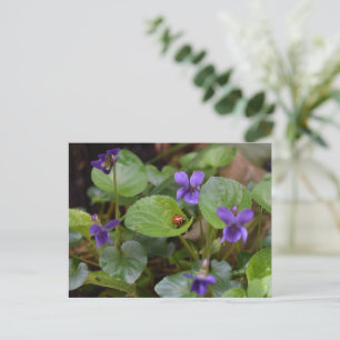 Ladybug on Sweet Violet Flowers Postcard