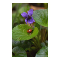 Ladybug on Sweet Violet Flowers