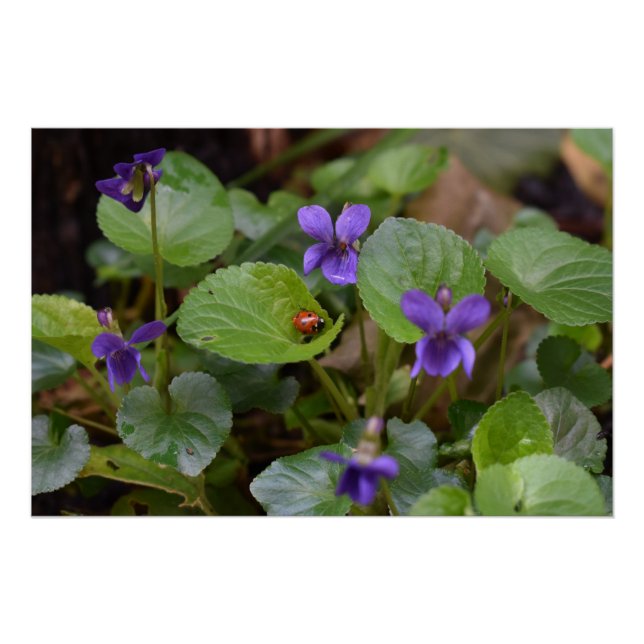 Ladybug on Sweet Violet Flowers Poster (Front)