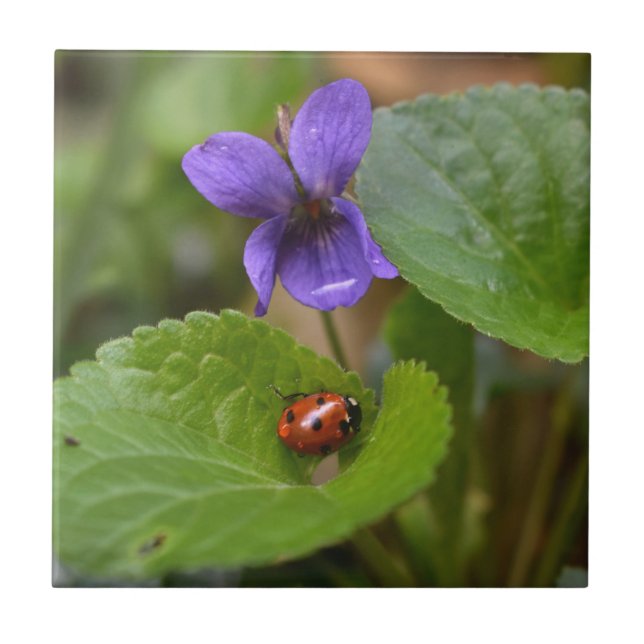 Ladybug on Sweet Violet Flowers Tile (Front)