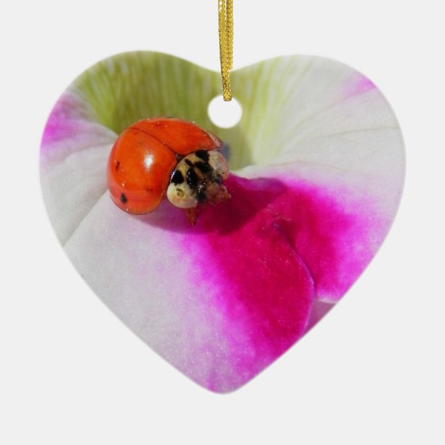 Ladybug on the petunia - ornament (Front)