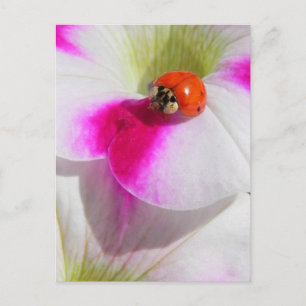 Ladybug on the petunia postcard