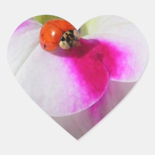 Ladybug on the petunia Sticker