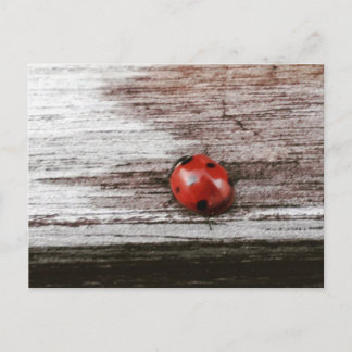 Ladybug on wet wood postcard