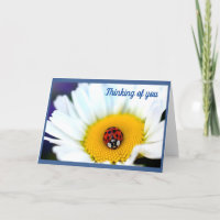 Ladybug on White Daisy
