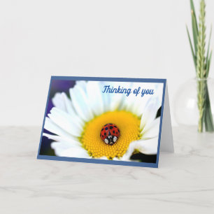 Ladybug on White Daisy Card
