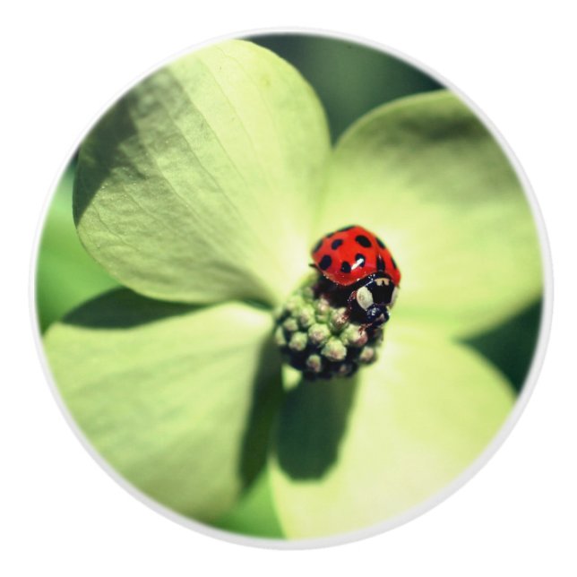 Ladybug On White Dogwood Flower Close Up  Ceramic Knob (Front)