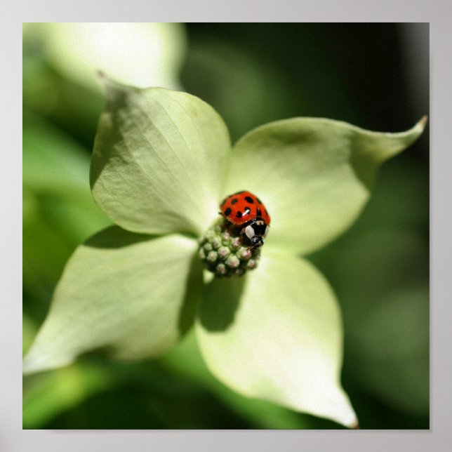 Ladybug On White Dogwood Flower Close Up Poster (Front)